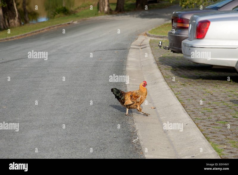 Ontdek het Populaire Chicken Road Gokspel in Nederland Online